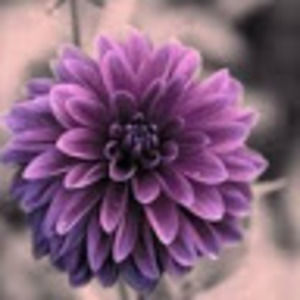 Meet your Posher, Rosario